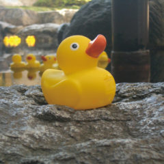 duck01